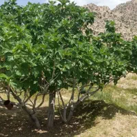 ملک انجیر ثمری بید بخون ۴۵۰ میلیون زیر قیمت