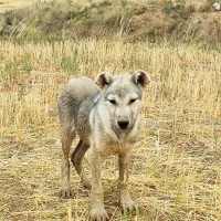 واگذاری سگ|سگ|سلطانیه, |دیوار