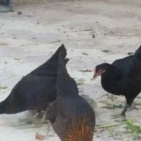 مرغخاگگذارسیاهورنگیاصیل|حیوانات مزرعه|کازرون, |دیوار