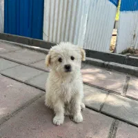 سگ تریر واگذاری