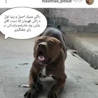 پیت بول پیتبول