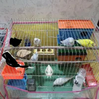 مرغ عشق با رنگبندی زیبا