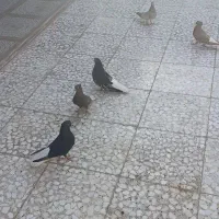 سوسنگرد|پرنده|سوسنگرد, |دیوار