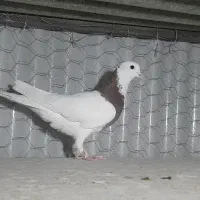طوقی ماده کبوتر