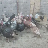 تعدادی بوقلمون نر وماده نژاد برنز وبوربون ۱۷ ماه|حیوانات مزرعه|مشهد, منزل آباد|دیوار