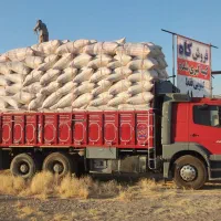 کاه گندم  دیم درجه یک