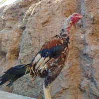 تعداد دو عدد مرغ و دو عدد خروس لاری