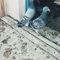 کبوتر پلاکی