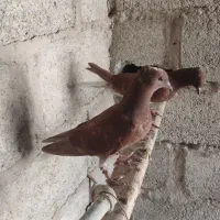 یه جفت کبوتر سرخ دم سفید به فروش می رسد قیمت ۵۰۰