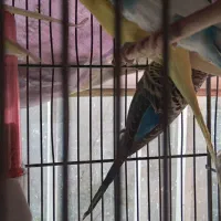 مرغ عشق انگلیسی با قفس|پرنده|تهران, نارمک|دیوار