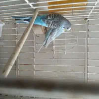 پرنده یک جفت مرغ عشق