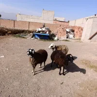 3عدد گوسفند دامازدغ