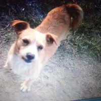 سگ گم شده|سگ|سلماس, |دیوار