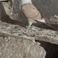 کلاغ نر|پرنده|نیشابور, مازول|دیوار