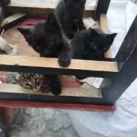 بچه گربه خوشگل