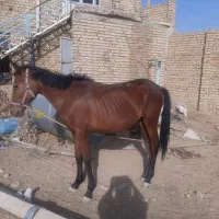 اسب نر جوان
