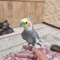 عروس هلندی سوت زن