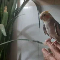 عروس هلندی  بالغ