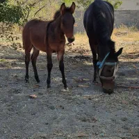 اسب مادیان همراه با کره قاطر|اسب و تجهیزات اسب‌سواری|شیروان (خراسان), |دیوار