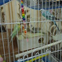 مرغ عشق سالم و اماده|پرنده|تهران, بیسیم|دیوار