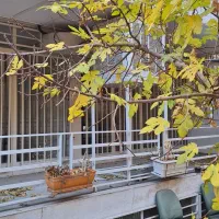 طالقانی-نجات-الهی-270-متر-مستغلات