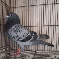 کفتر|پرنده|قم, دروازه قلعه|دیوار