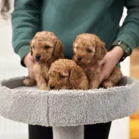 توی پودل نروماده|سگ|ساری, |دیوار