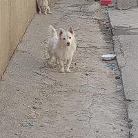 پامر اشپیتز
