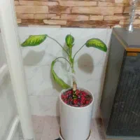 فرش.گاز.جاکفشی .گلدان|حراج|شیراز, شهرک ایثار|دیوار