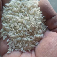 برنج چمپا به عالی