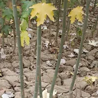 نهال صنوبر تبریزی