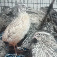 بلدرچین رسید