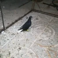 کبوتر