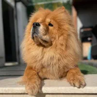 چاوچاو نر جهت جفتگیری