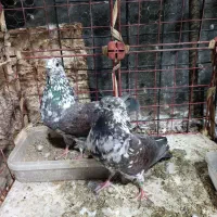 کقتر سرور.ماده
