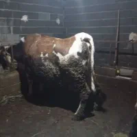 گاوگوشتی۸۰۰به بالا