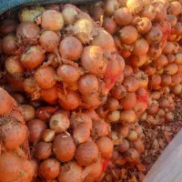 پیاز ی|حراج|تهران, میدان میوه و ترهبار مرکزی|دیوار