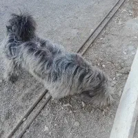 واگذاری شیتزوترییر یکساله