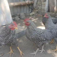 خروس آمروک