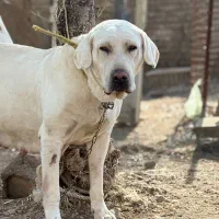 واگذاری دو تا سگ نر و ماده