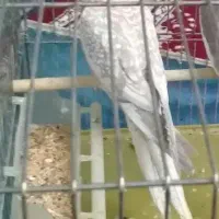 عروس هلندی ایزابل ماده