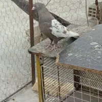 دو عدد بهبهانی بزن