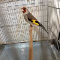 سهره ۲رگ ارسنجانی