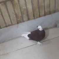 کبوتر رنگی|پرنده|شوشتر, |دیوار