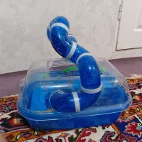 همستر بازیگوش همراه با باکس