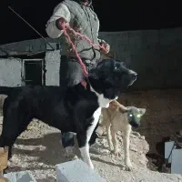 سگ سرابی واگذاری