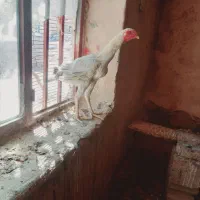 لاری|حیوانات مزرعه|بجنورد, |دیوار
