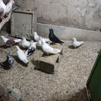 کبوتر تهرانی|پرنده|طالقان, |دیوار