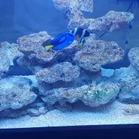 آکواریوم شور حرفه ای