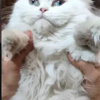 گربه پرشین فلت با وسابل